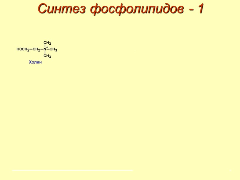 Синтез фосфолипидов - 1